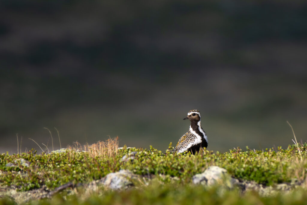 Goldregenpfeifer in Norwegen vor dunklem Hintergrund im Abendlicht