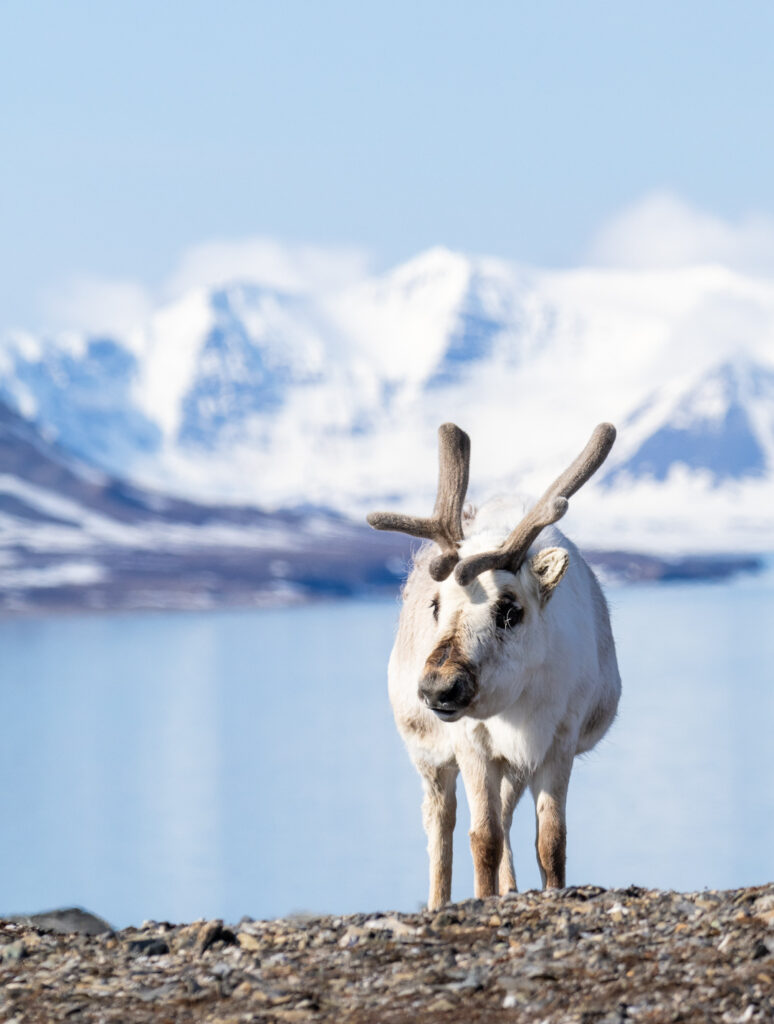 Rentier auf Spitzbergen bei Sonnenschein mit einer Bergkulisse als Hintergrund