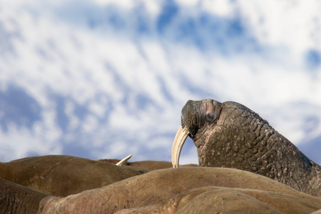 Walross auf Spitzbergen dass den Kopf über andere Walrosskörper hält