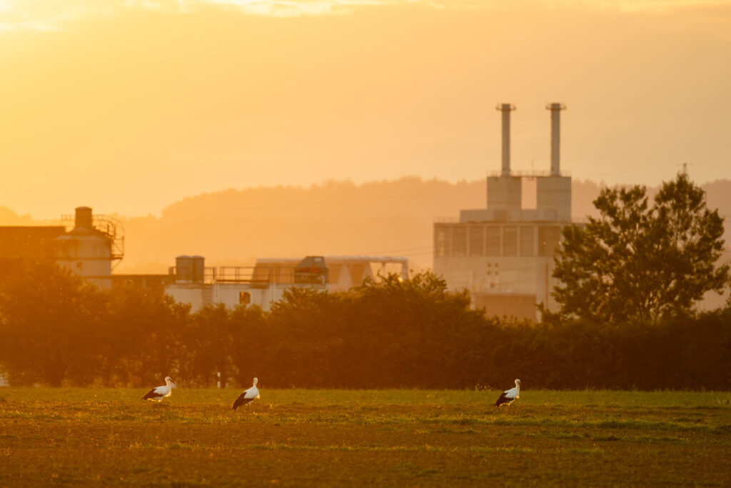 Störche in der nähe der Stadt Weinfelden im Gegenlicht