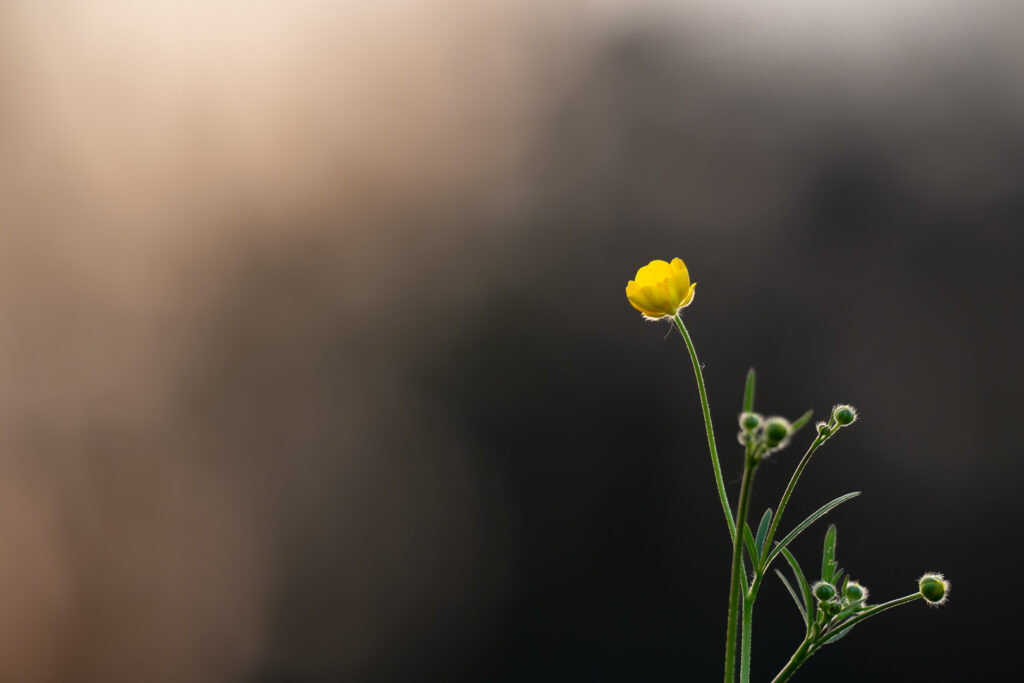 Einzelne Blüte einer Butterblume/Hahnefusses vor braunem Hintergrund.