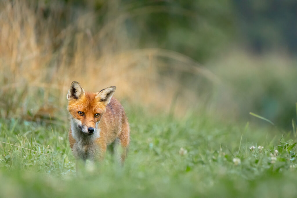 Rotfuchs der Richtung Kamera läuft