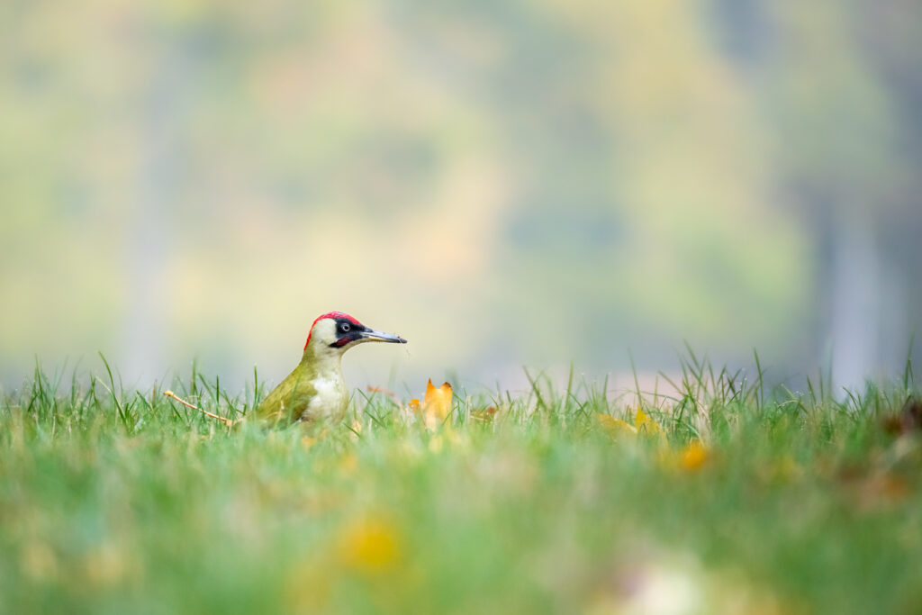 Grünspecht in einer Wiese mit Blättern am Boden