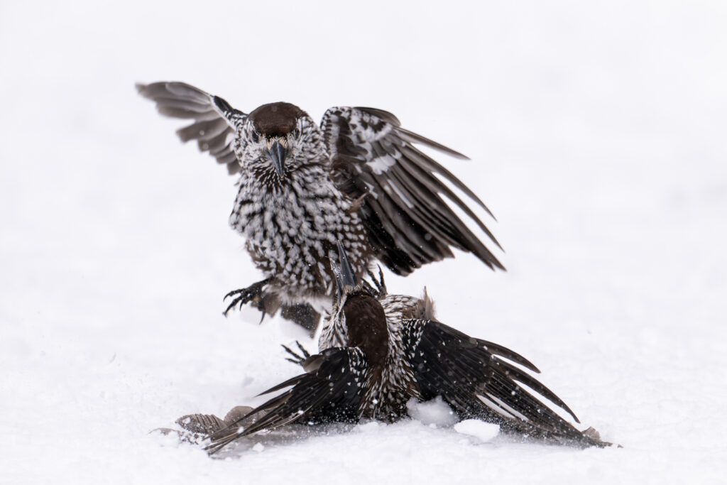 Kämpfende Tannenhäher in den Schweizer Alpen im Schnee