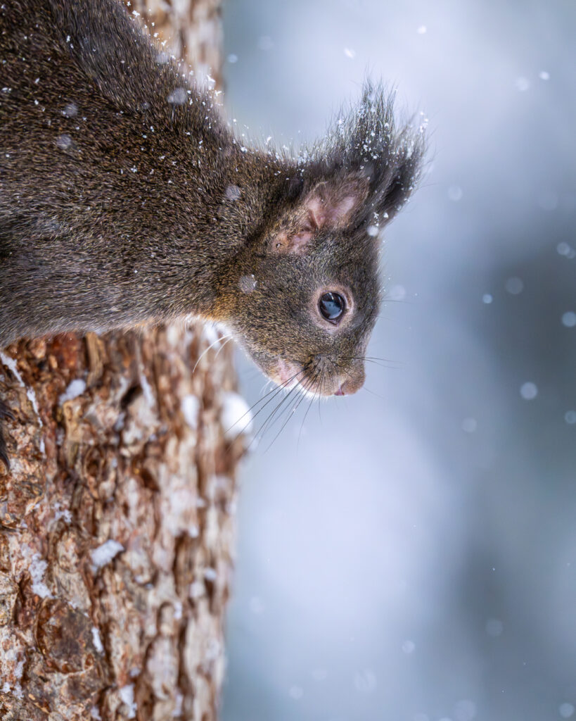 Eichhörnchen im Winter mit Schneeflocken, dass Kopfüber an einem Baum hängt