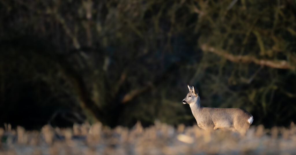Reh bei Sonnenaufgang im Winterfell