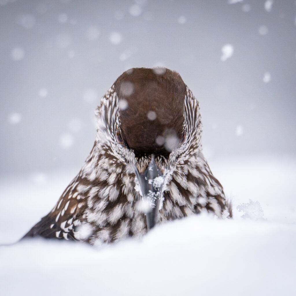 Frontalansicht eines Tannenhähers im Schnee mit Schneeflocken