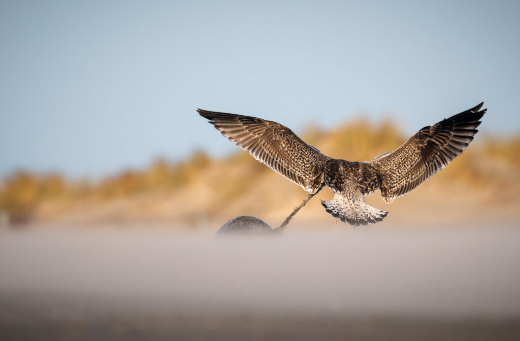 Eine Mantelmöwe frisst eine Kegelrobbe