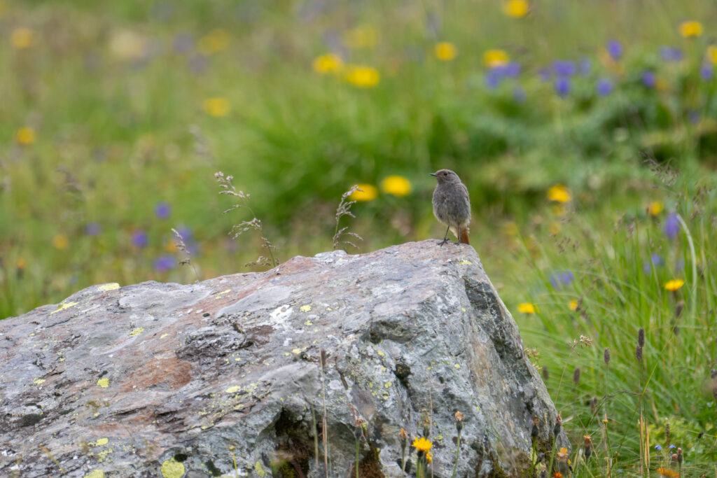 Hausrotschwanz in alpiner Umgebung