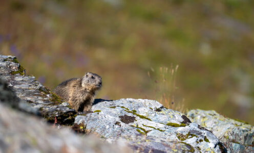 Zwei Tage Wildlife-Fotografie in den Schweizer Alpen