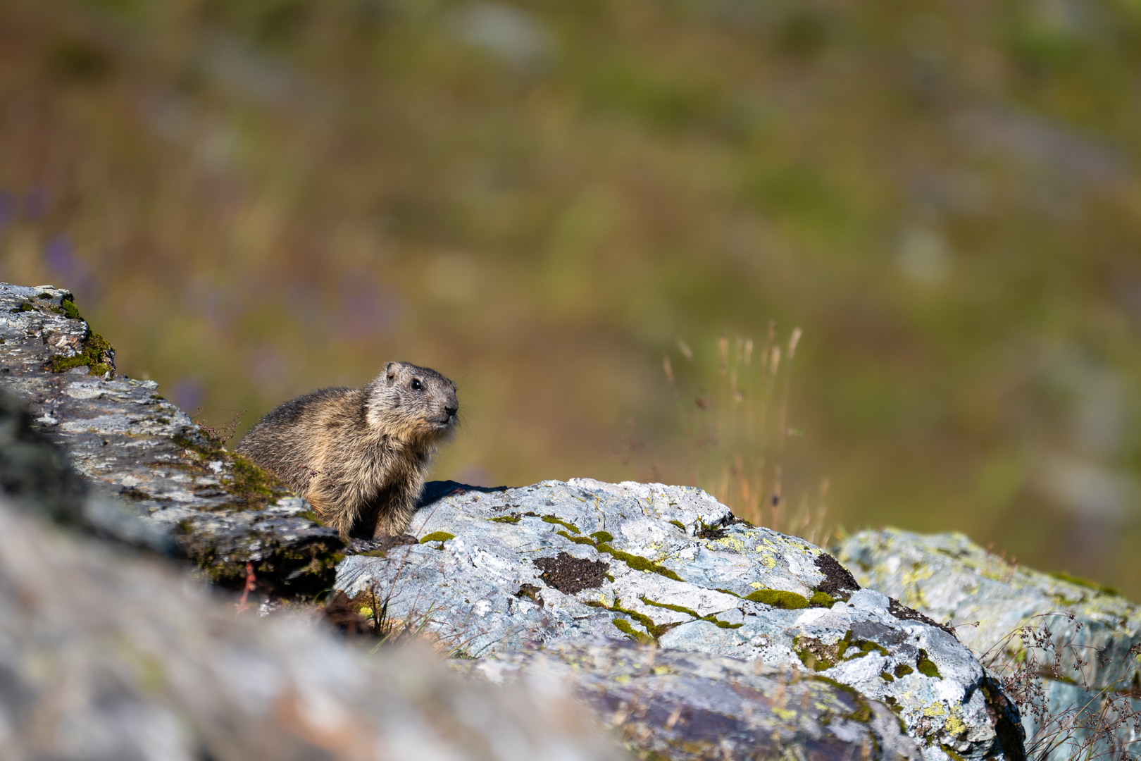 Zwei Tage Wildlife-Fotografie in den Schweizer Alpen
