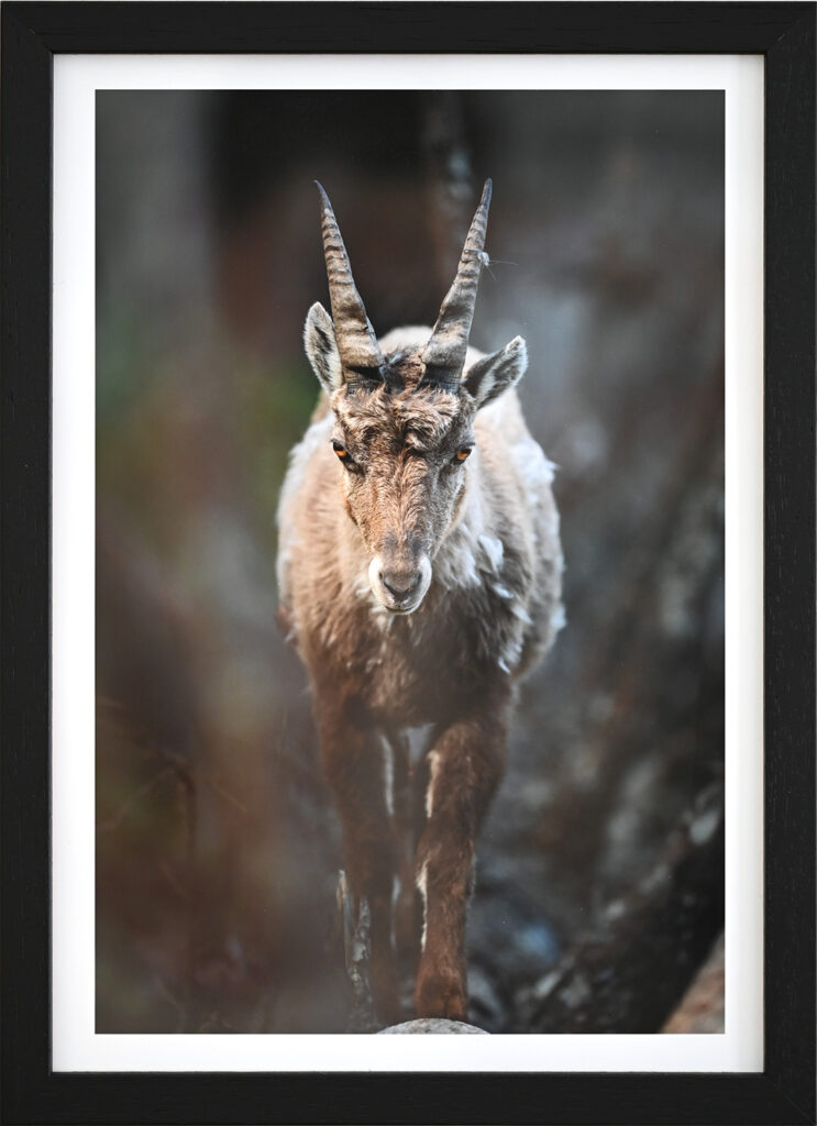 Bild im Bilderrahmen eines Steinbockes