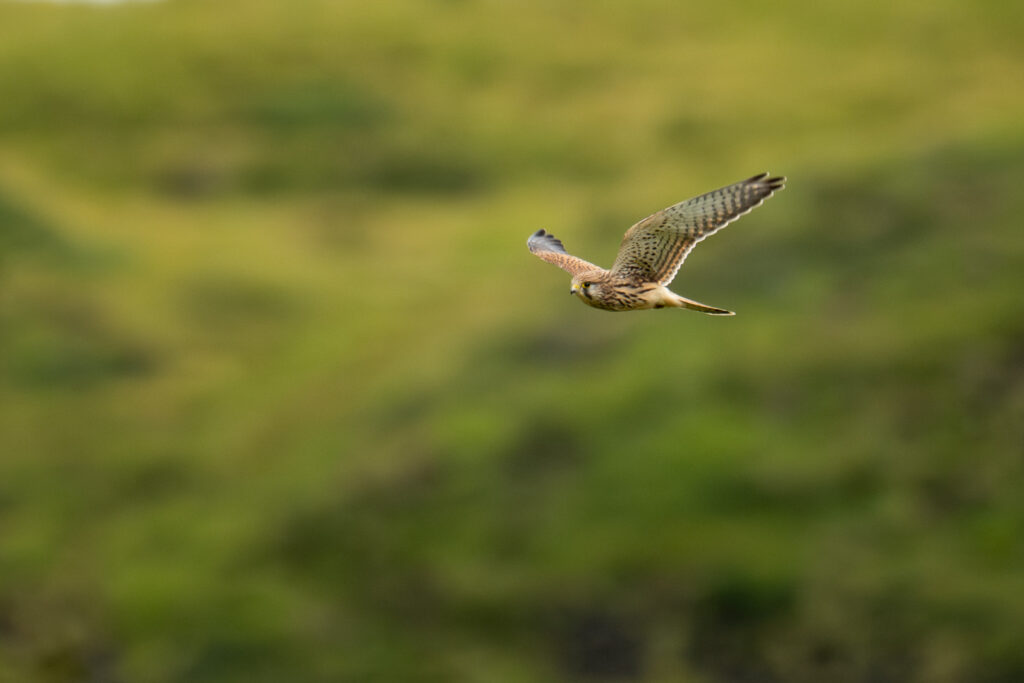 Turmfalke im Flug vor dunklem Berghang