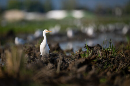 Kuhreiher in einem Reisfeld