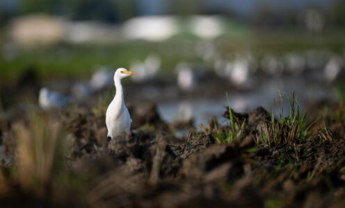 Vogelfotografie im Ebro-Delta Spanien