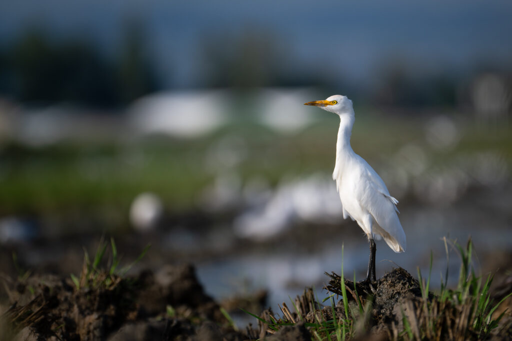 Kuhreiher im Reisfeld