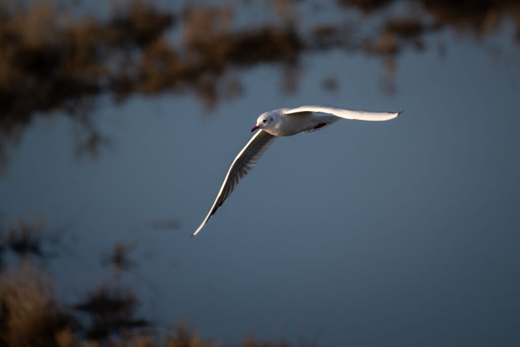 Lachmöwe über dem Wasser