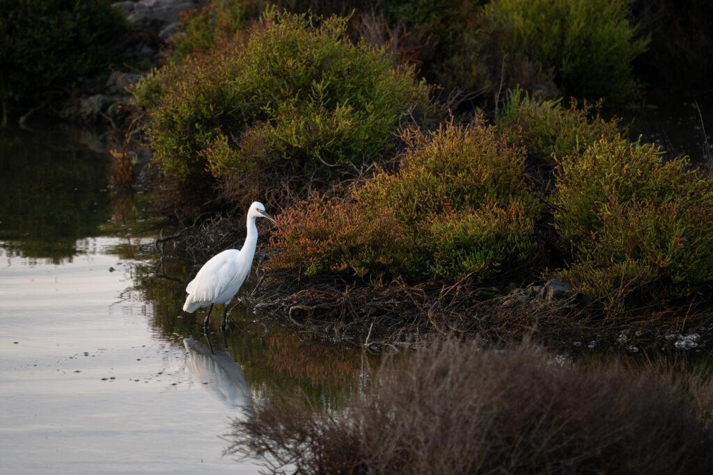 Seidenreiher im Wasser am Ufer