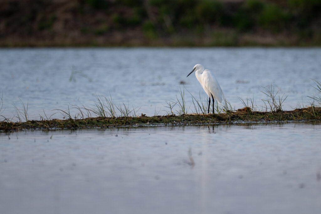 Seidenreiher nahe am Wasser