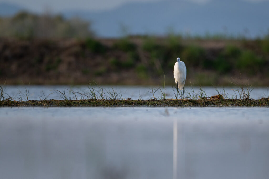 Seidenreiher nahe am Wasser