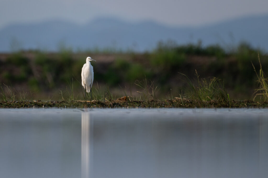 Seidenreiher nahe am Wasser