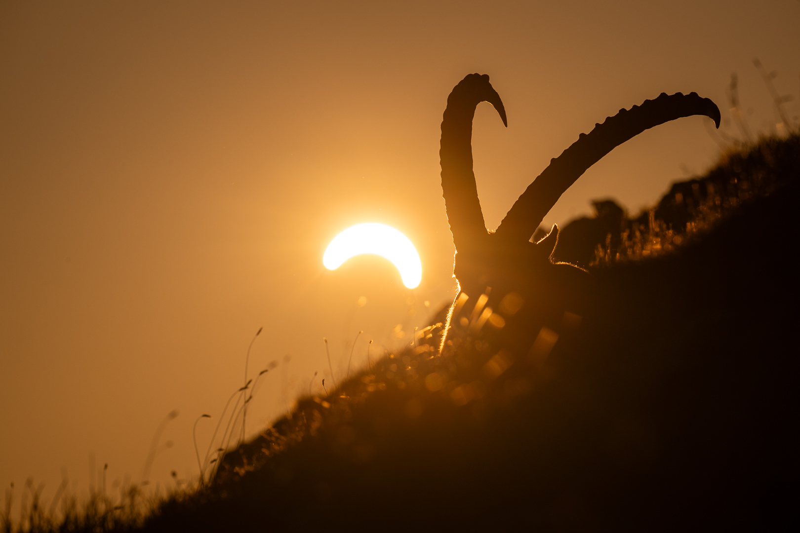 Eine spezielle Sonnenfinsternis
